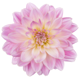 pinke Blume